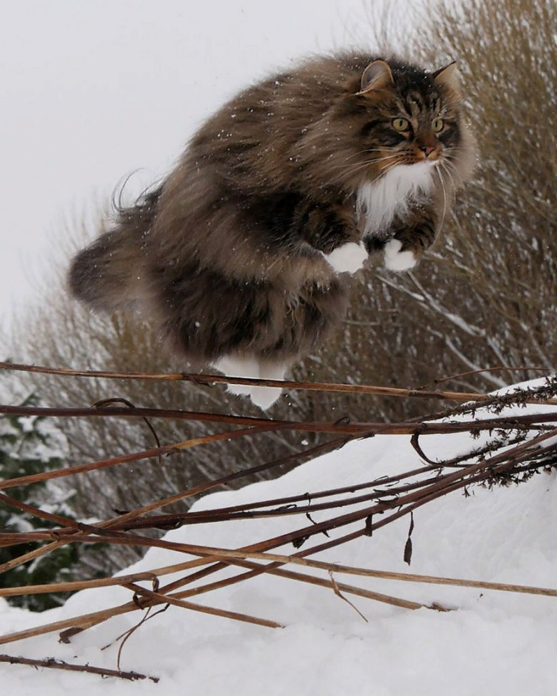 Сибирский Лесной кот