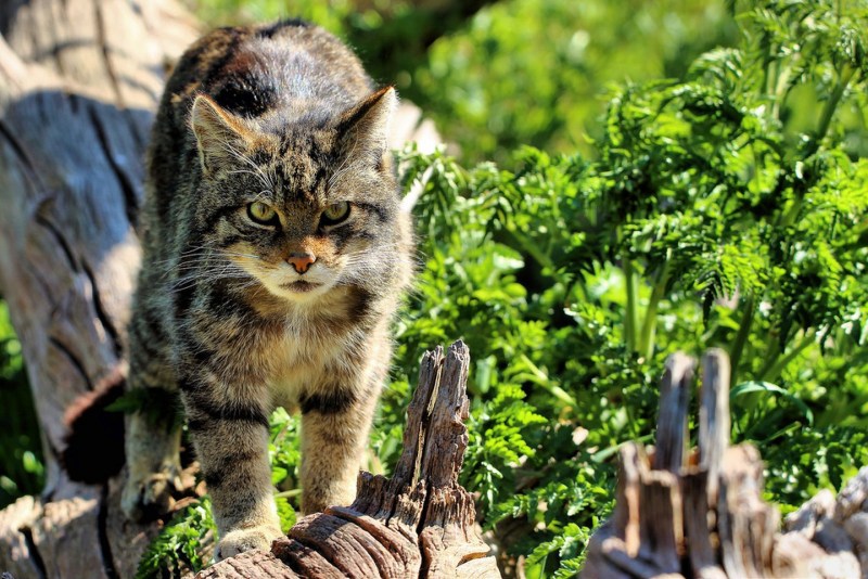 Норвежская длинношерстная Лесная кошка