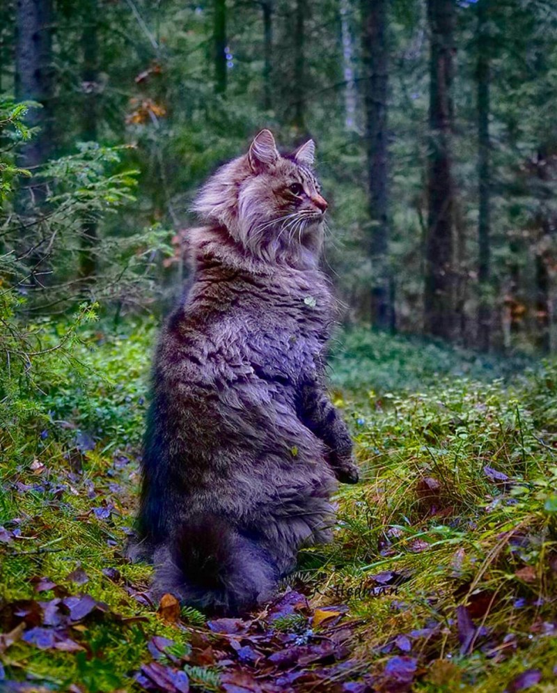 Норвежская длинношерстная Лесная кошка