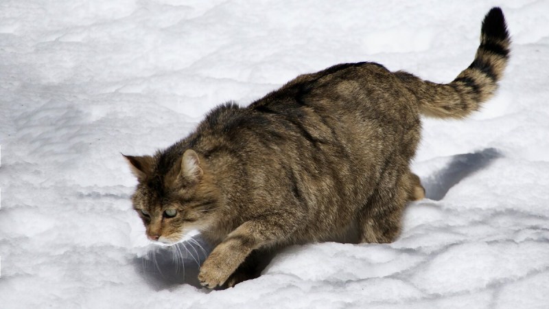 Лесной кот