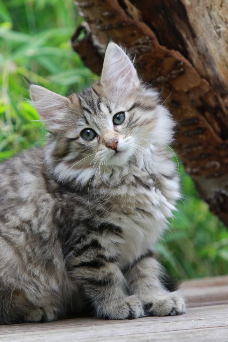 Норвежская кошка серая