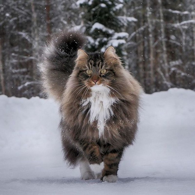 Норвежская длинношерстная Лесная кошка