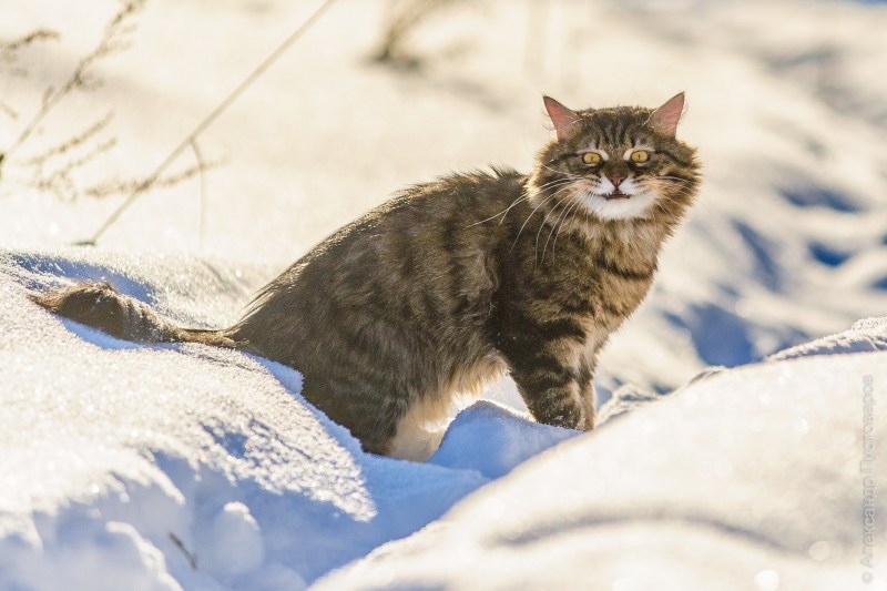 Финская Лесная кошка