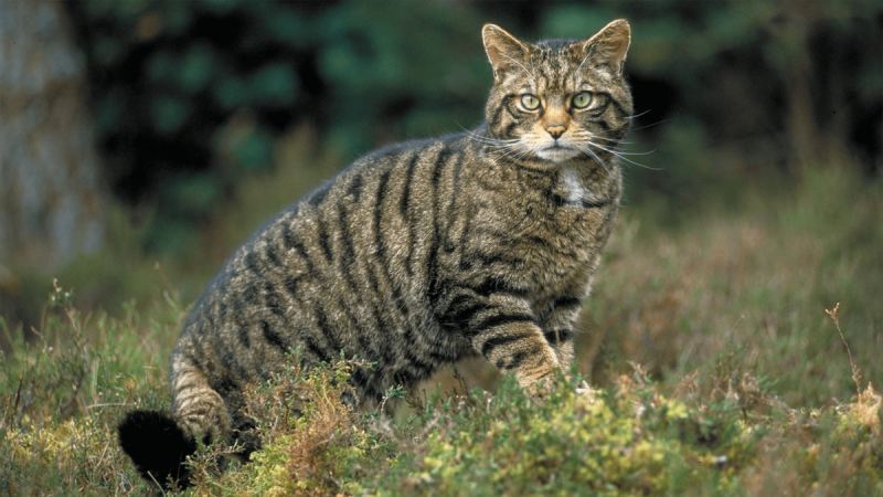 Норвежский Лесной кот
