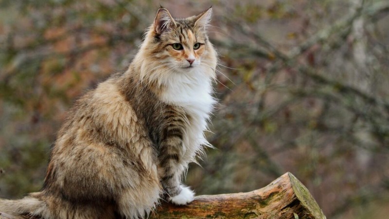 Skogkatt - Норвежская Лесная кошка.