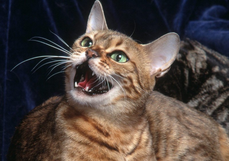 Мяуканье кошки