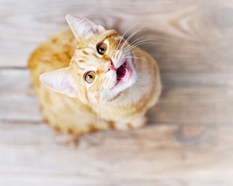 Pop Cat mouth