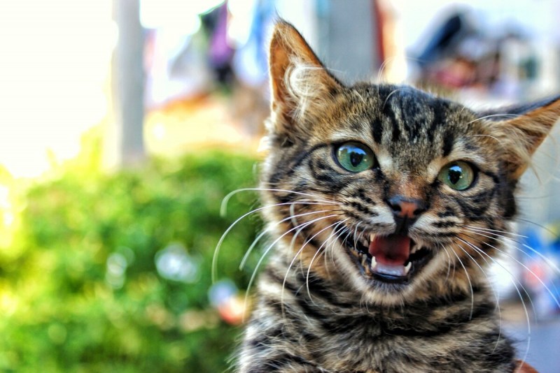 Кошечка мяукает