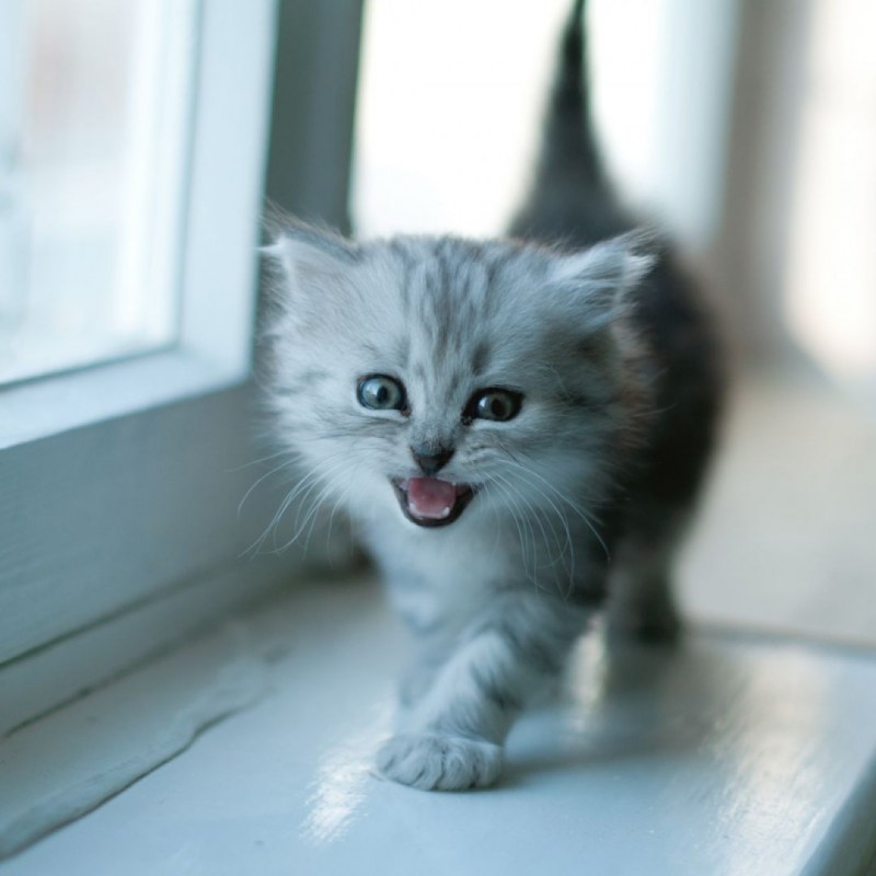 Маленький котик мяукает