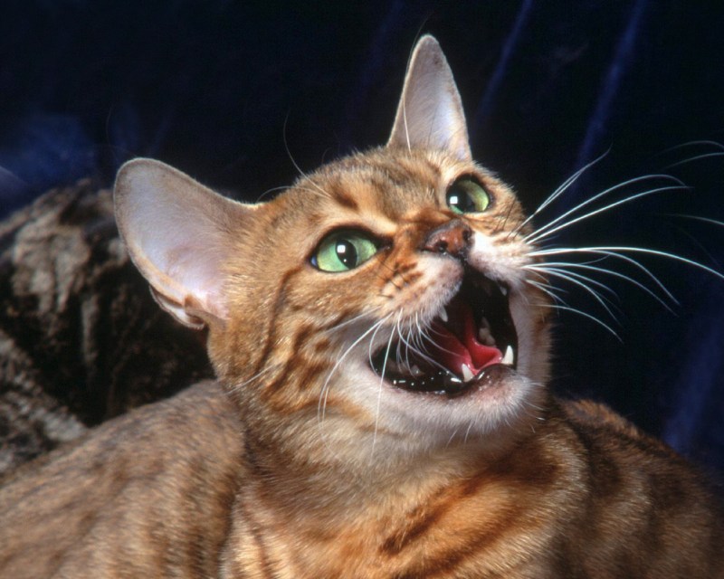 Мяуканье злого кота