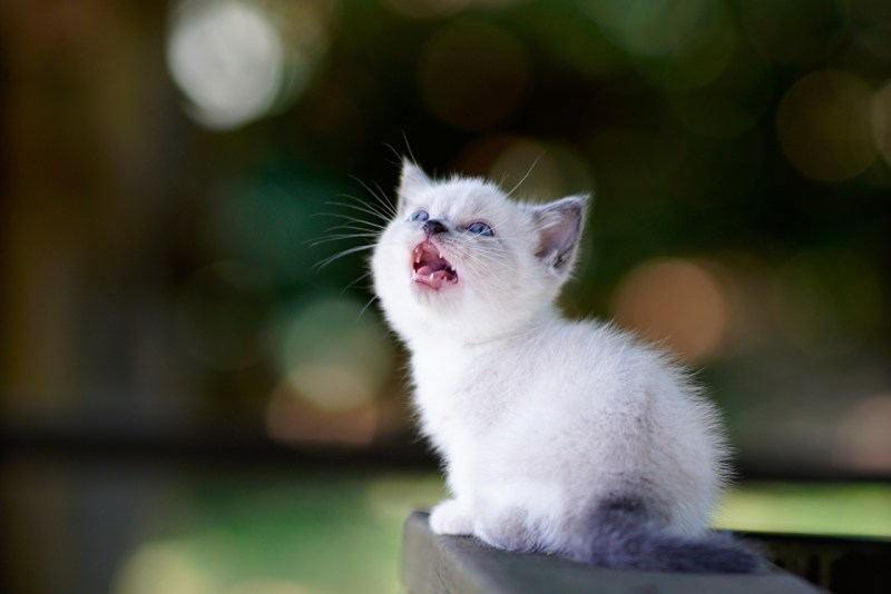 Маленькие котята мяукают