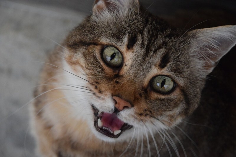 Мяуканье кота