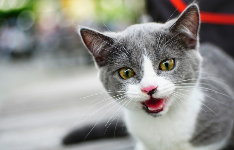 Котик мяукает