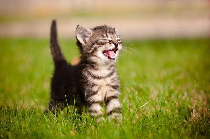 Котенок улыбается