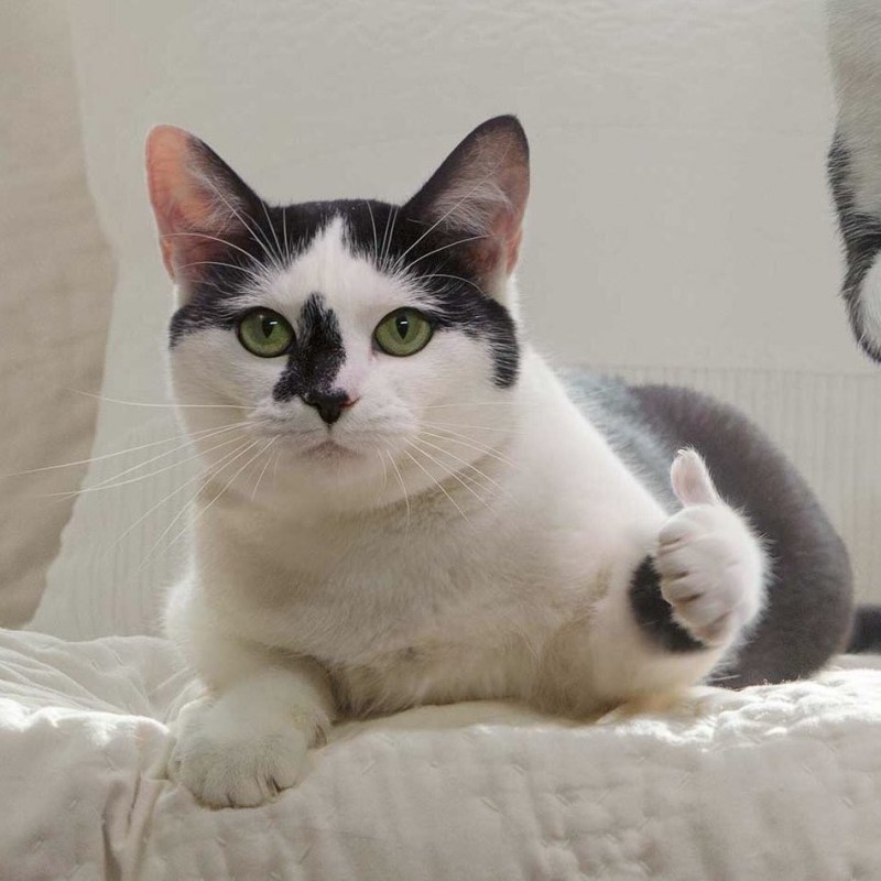 Кот показывает лайк