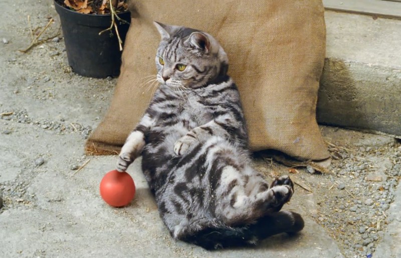 Кот окей