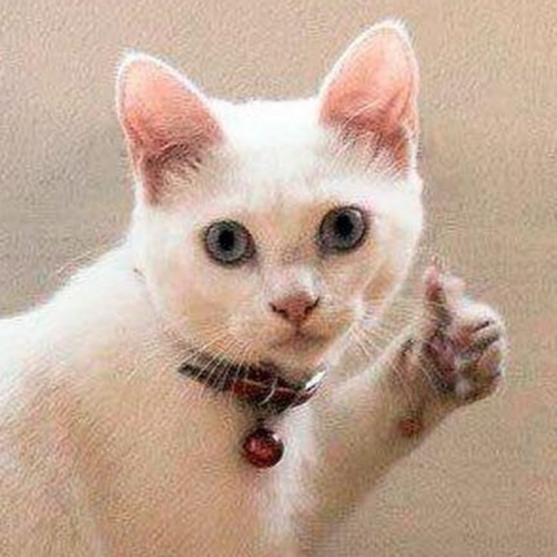 Плачущий кот