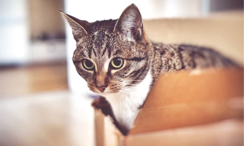 Котята в школе