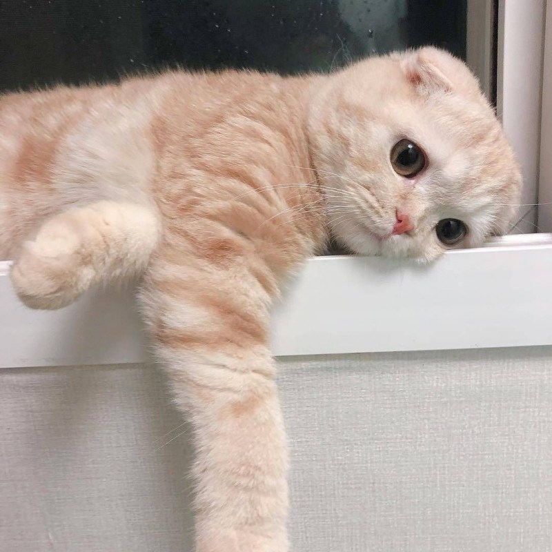 Pat _Cat behaviour