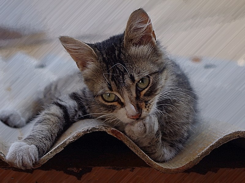 Кот на чердаке
