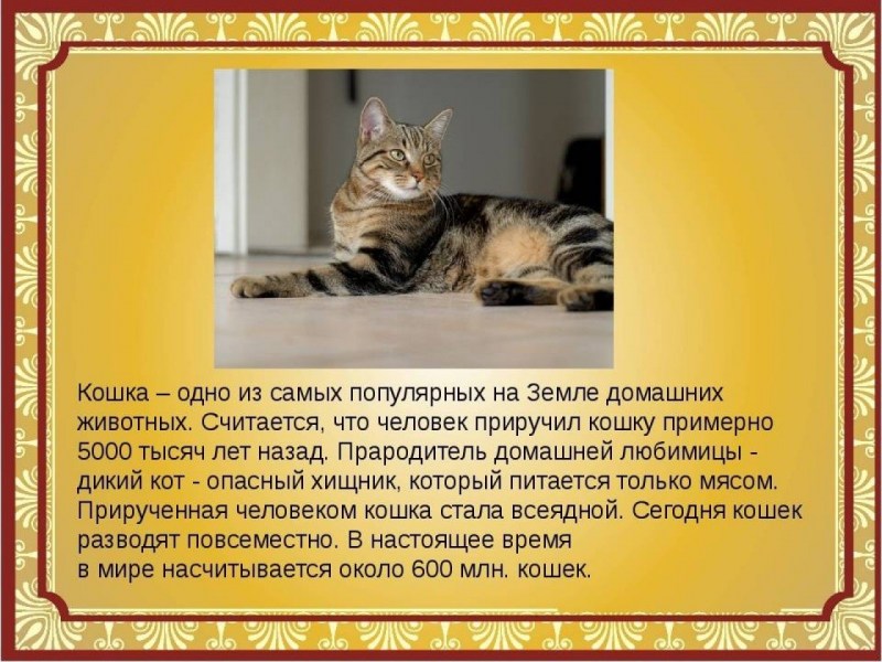 Обычная кошка