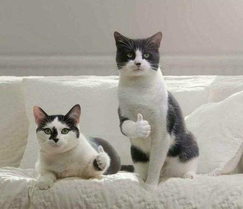 Кот Мем