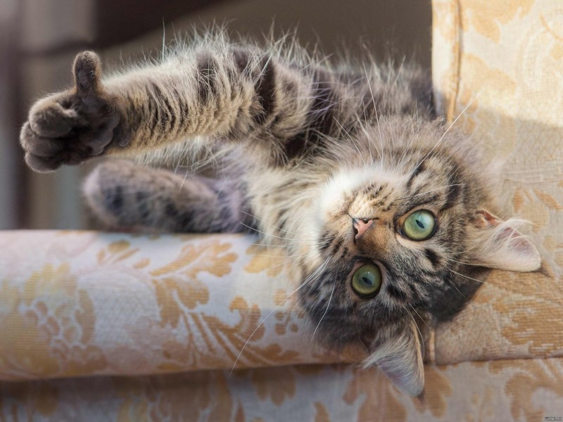 Котик палец вверх