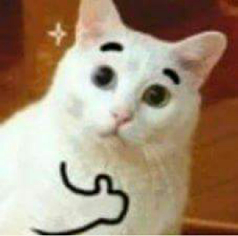 Кошка в библиотеке