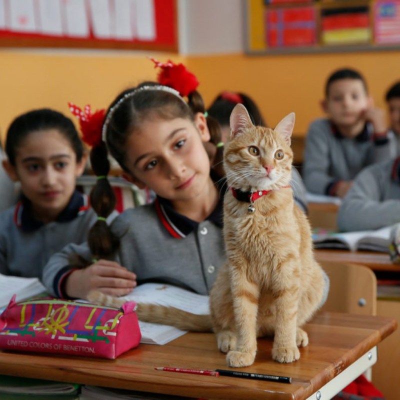 Плачущий кот с большим пальцем
