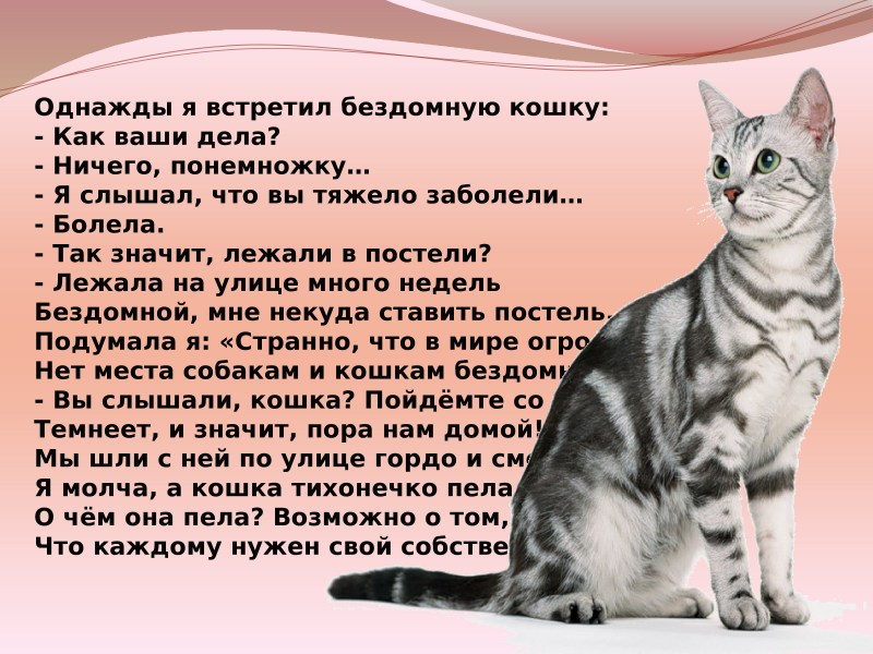 Кошачья мордочка
