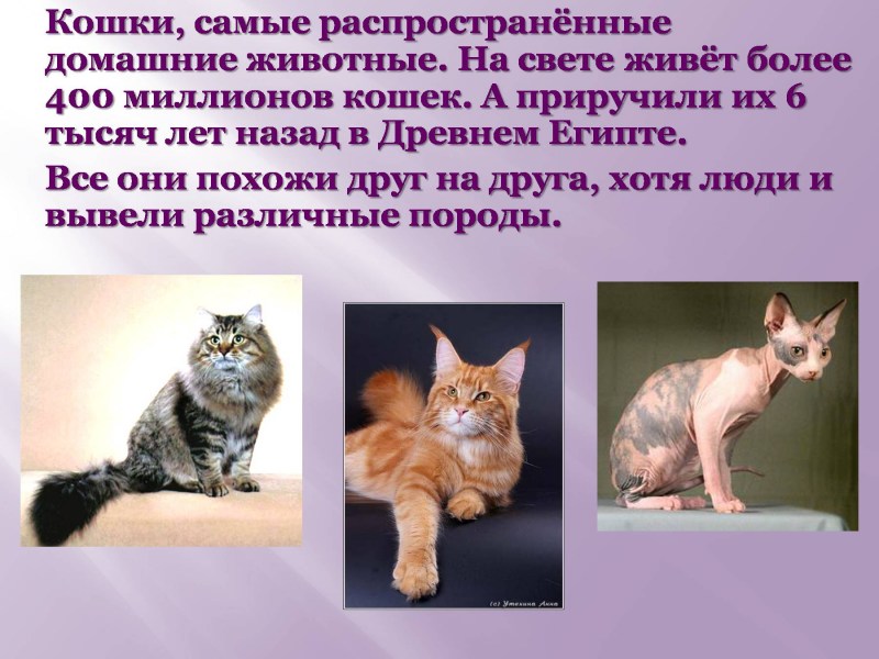 Кошка из газеты аппликация