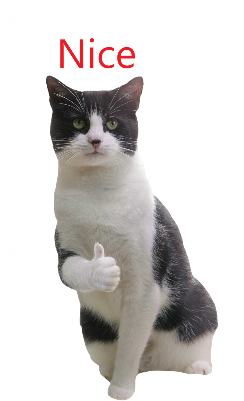Кот одобряет