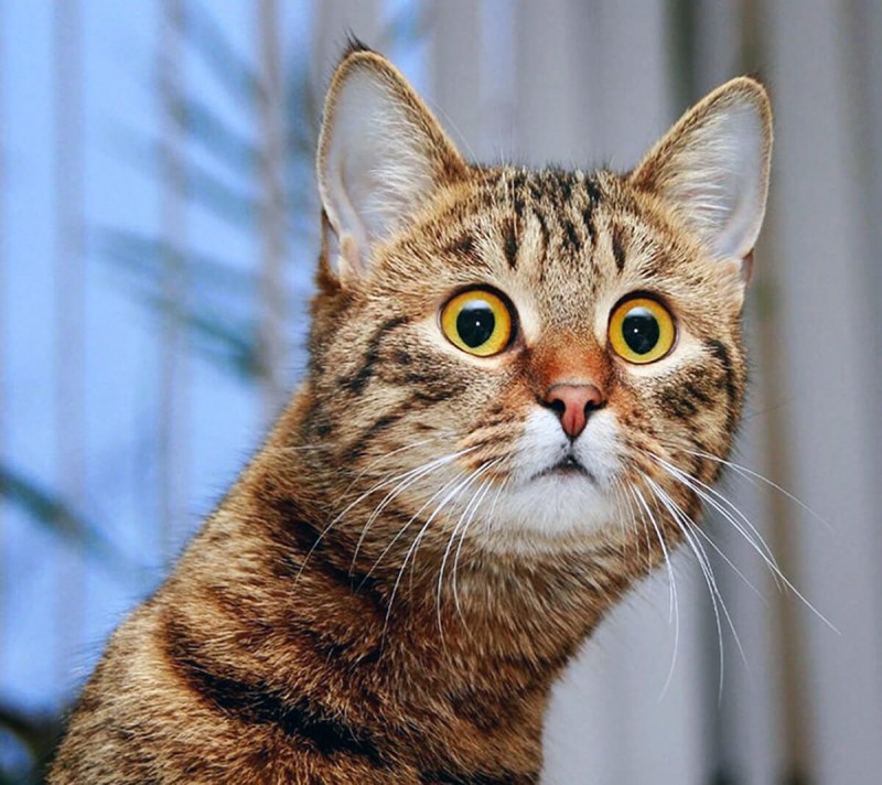 Удивленный кот