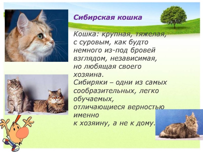 Квиллинг животные