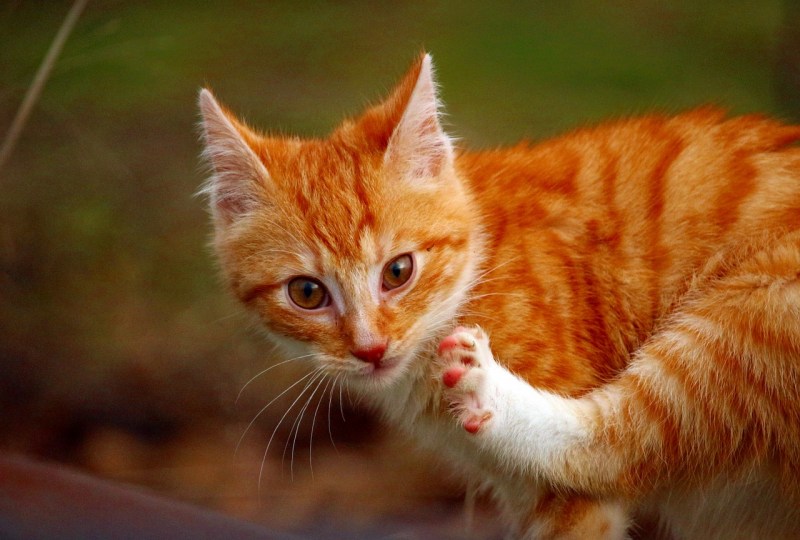 Кошка клянчит