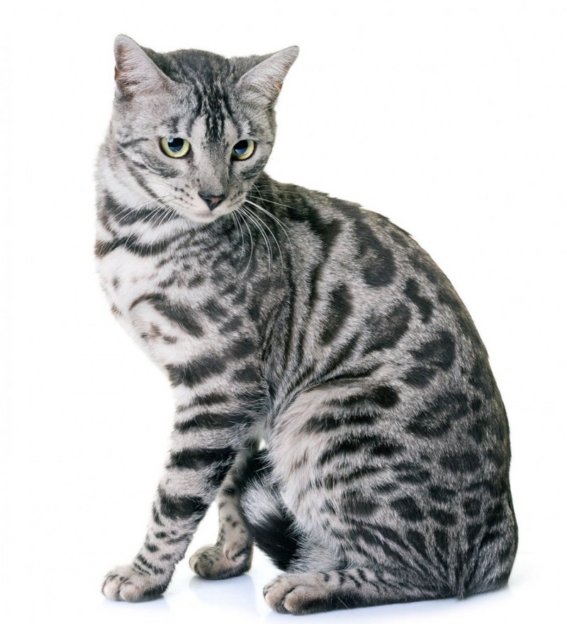 Серебристый бенгальский кот - картинки и фото koshka.top