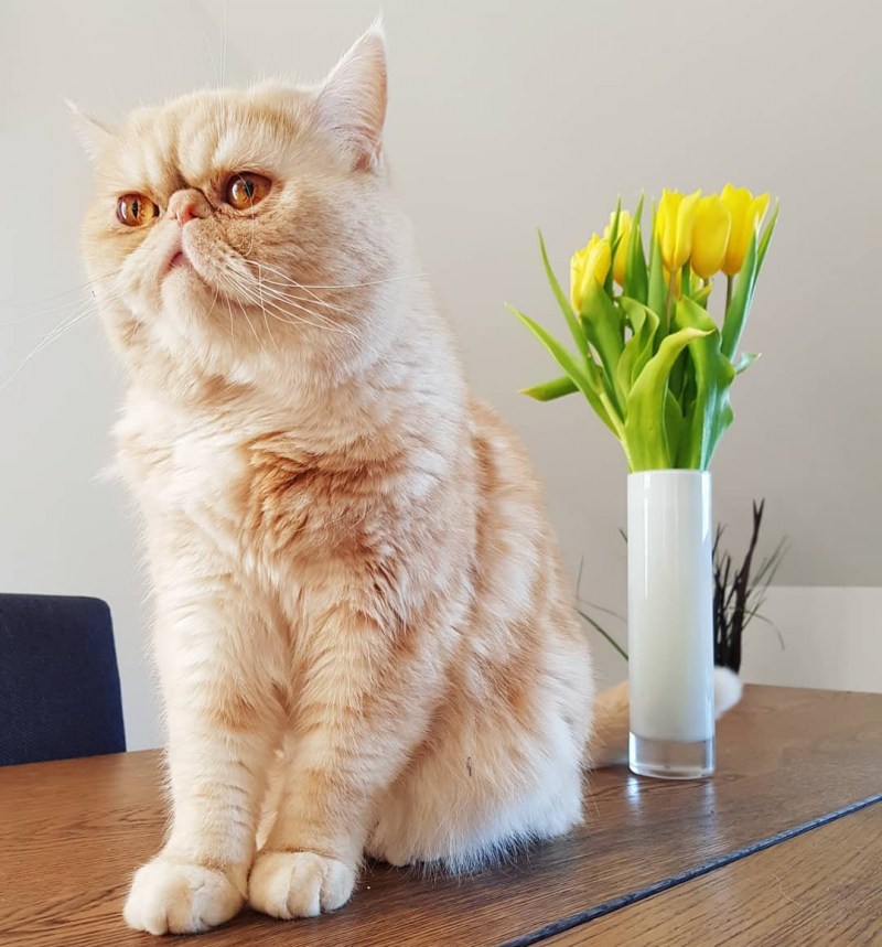 Кот экзот короткошерстный