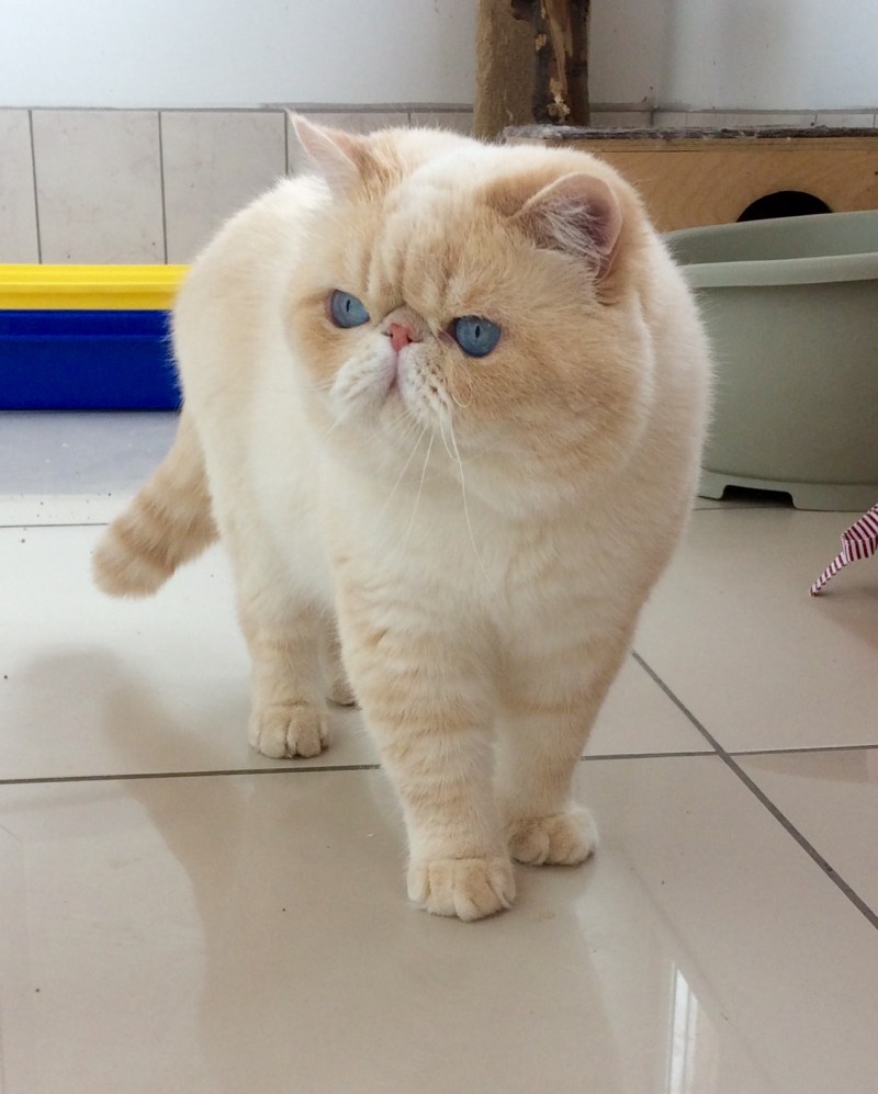 Экзотическая кошка взрослая