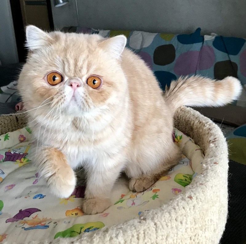 Американский экзот кошка
