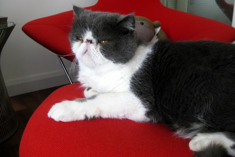 Экзотическая короткошерстная (exotic Shorthair) кошка.