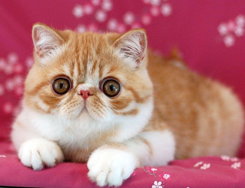 Экзотическая кошка