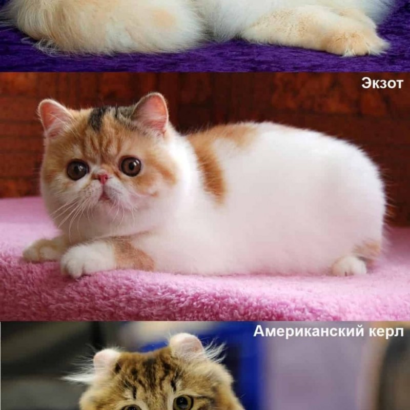 Экзотическая короткошерстная кошка
