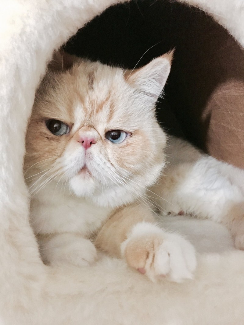 Кошки экзоты короткошерстные