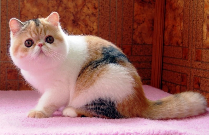 Классический экзот кошка фото