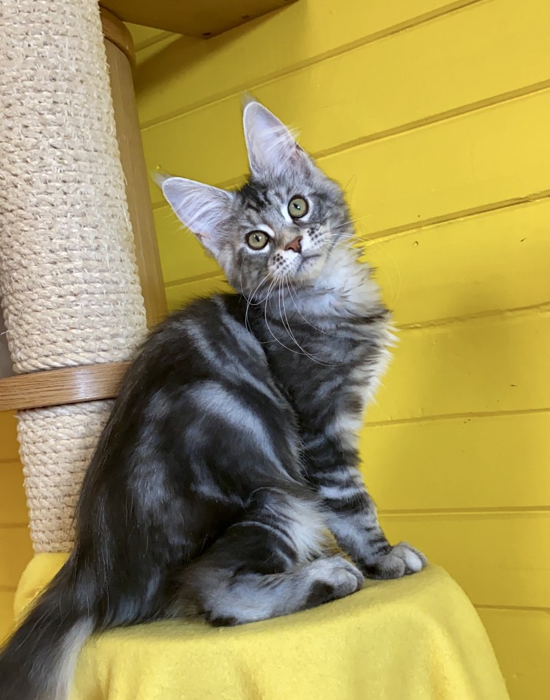 Нарисовать котенка Мейн кун
