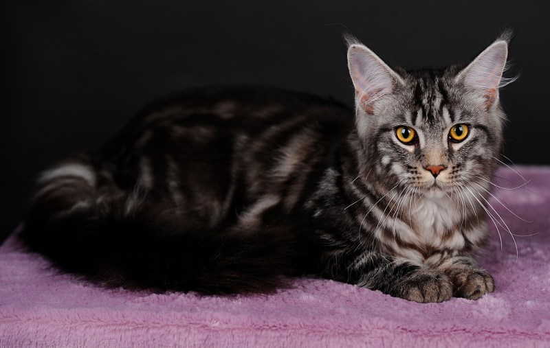 Фото котят Мейн кун черный мрамор с белым