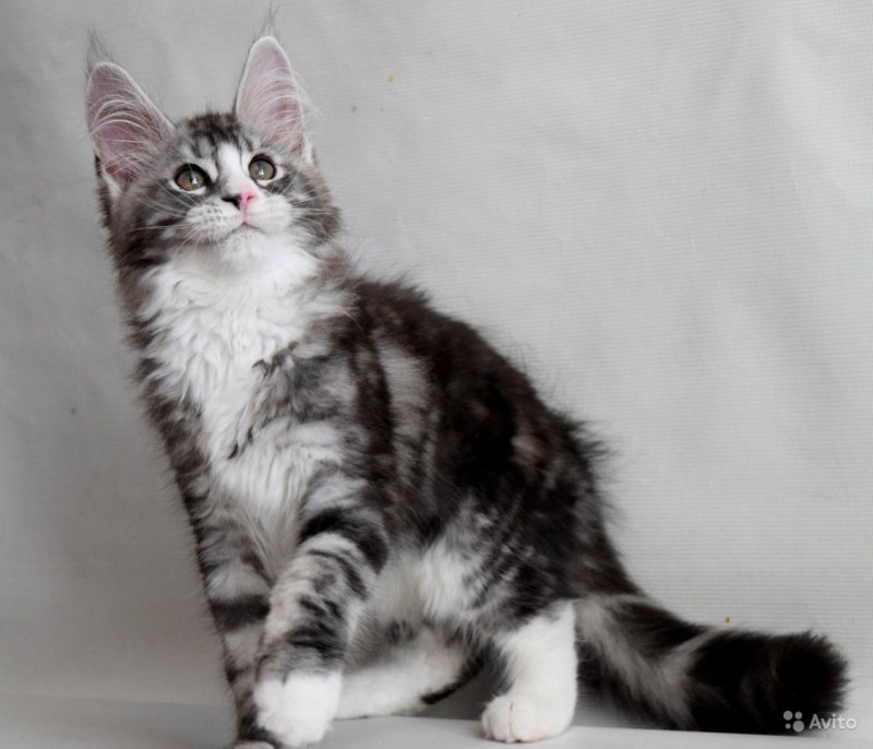 Нарисовать котенка Мейн кун