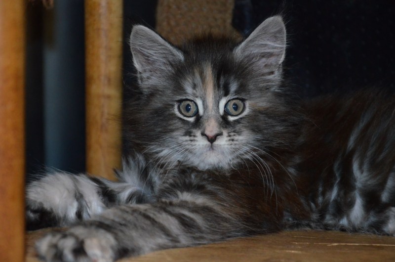 Котята Мейн кун черный мрамор на серебре