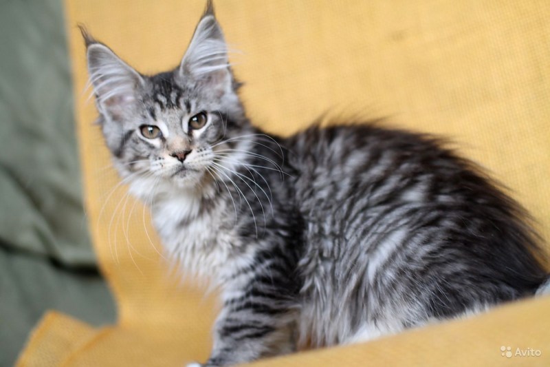 Мейн кун кот черный мраморный