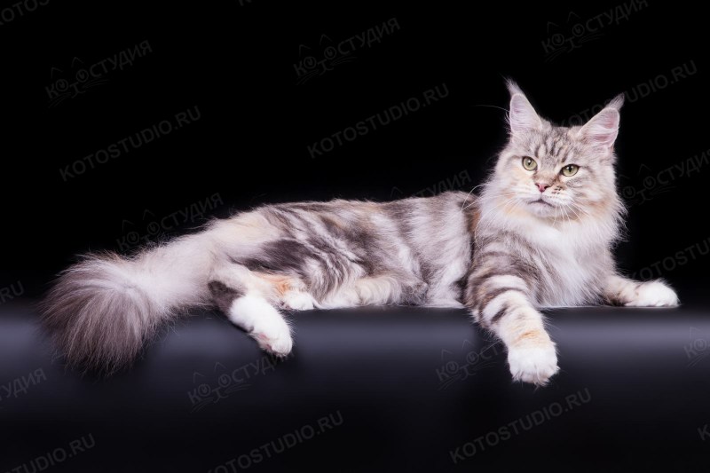 Котенок Мейн кун 6 мес мрамор на серебре